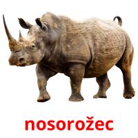 nosorožec card for translate