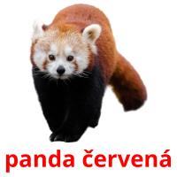 panda červená card for translate