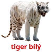 tiger bílý card for translate