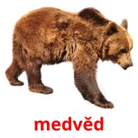 medvěd Tarjetas didacticas