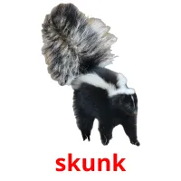 skunk Tarjetas didacticas