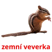 zemní veverka Tarjetas didacticas