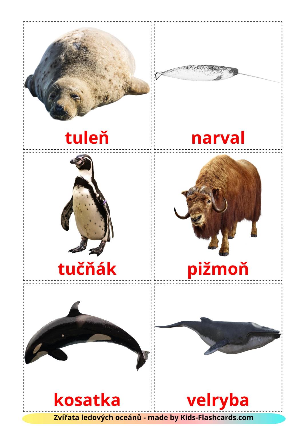 Arctic animals - 14 Free Printable czech Flashcards 