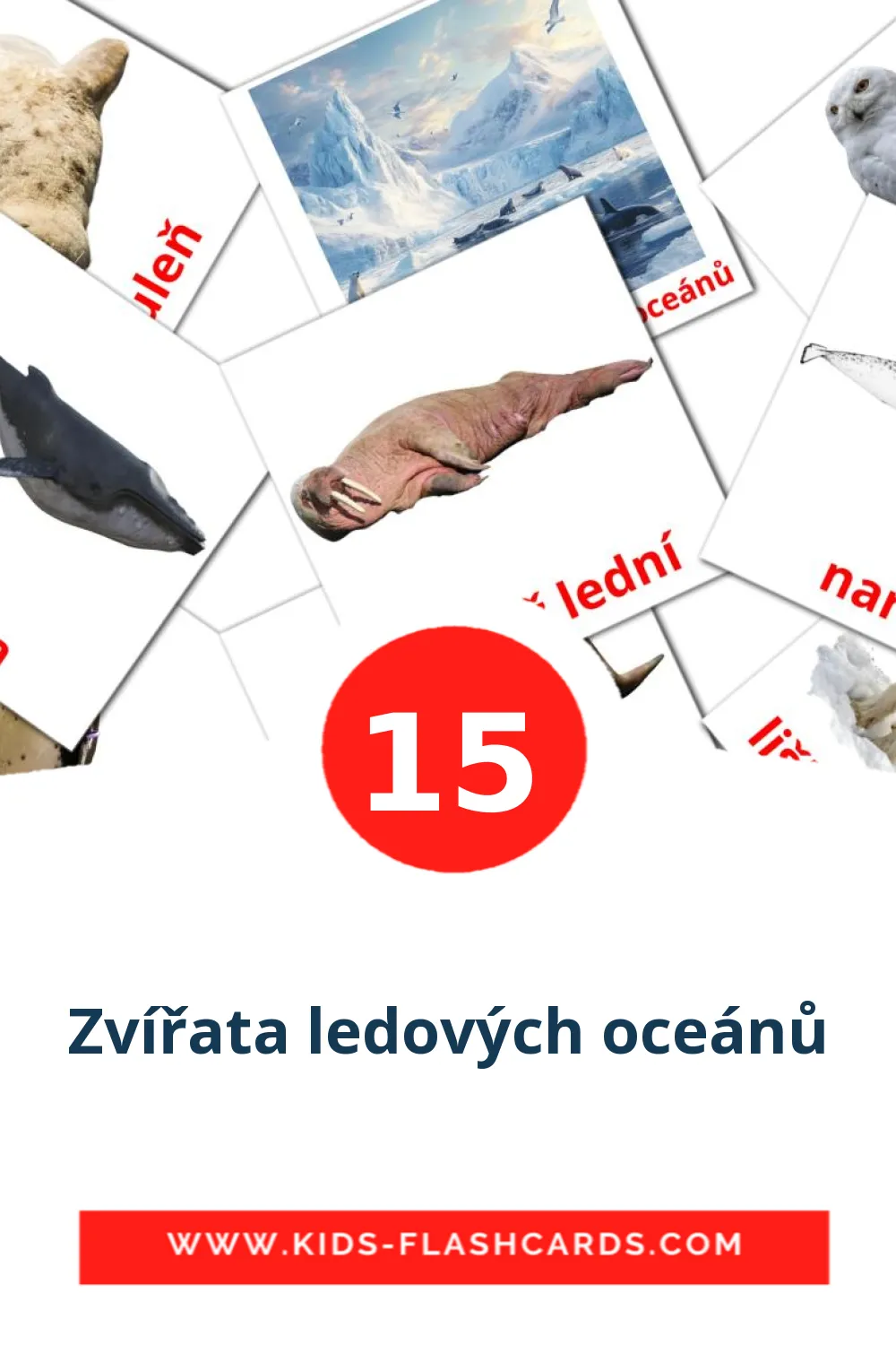 15 tarjetas didacticas de Zvířata ledových oceánů para el jardín de infancia en checo