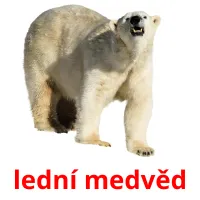 lední medvěd Tarjetas didacticas