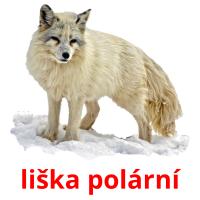 liška polární picture flashcards
