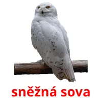 sněžná sova Tarjetas didacticas