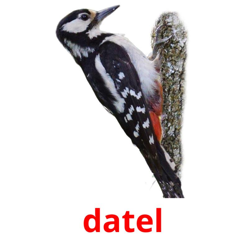 datel picture flashcards