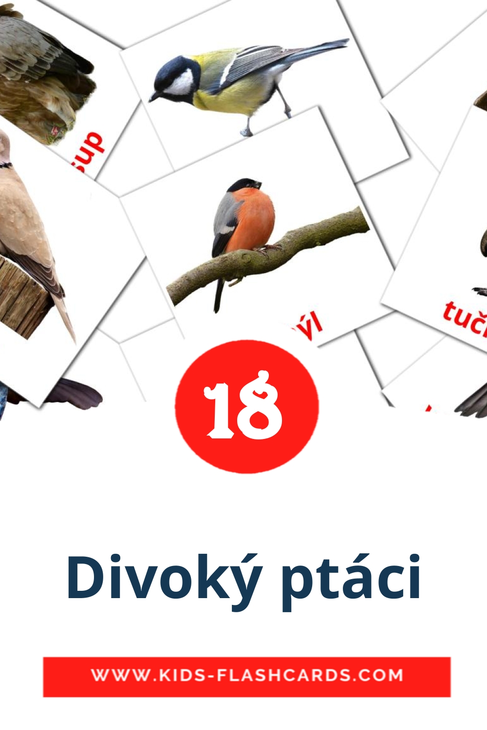 18 tarjetas didacticas de Divoký ptáci para el jardín de infancia en checo