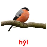 hýl picture flashcards