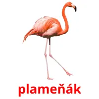 plameňák Tarjetas didacticas