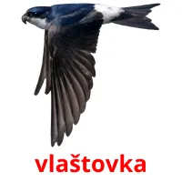 vlaštovka Tarjetas didacticas