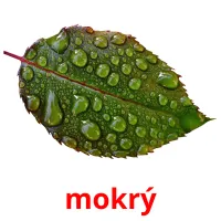 mokrý flashcards illustrate