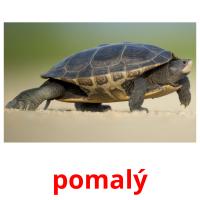 pomalý picture flashcards