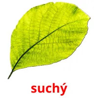 suchý flashcards illustrate