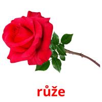 růže flashcards illustrate