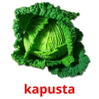 kapusta Bildkarteikarten