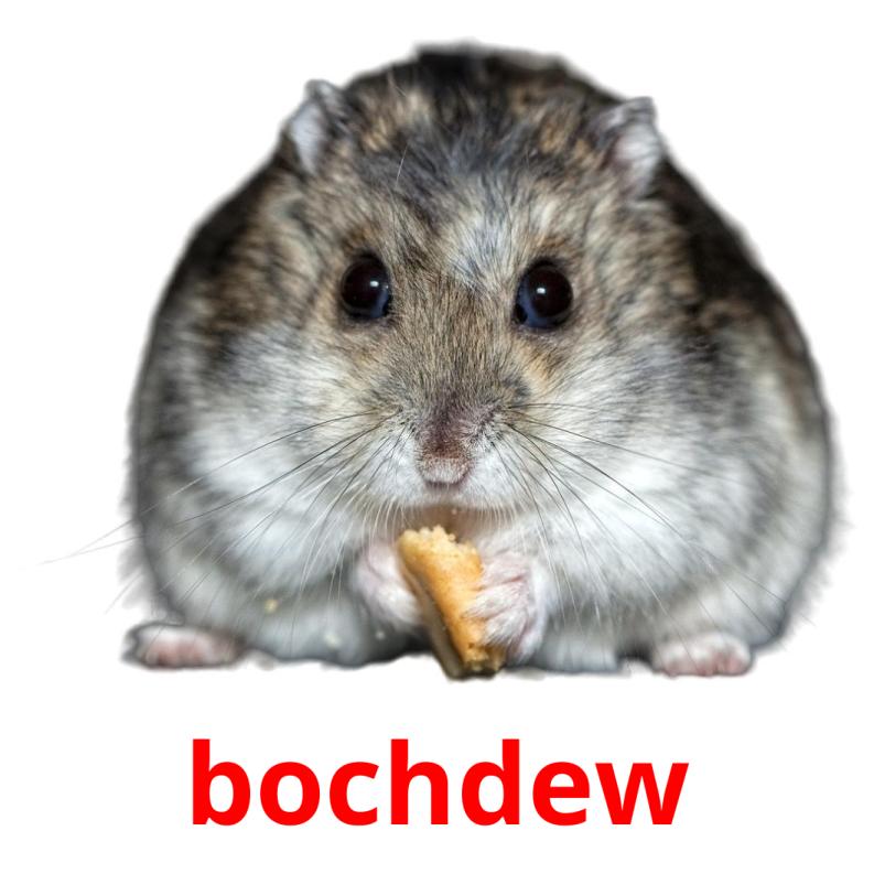 bochdew карточки энциклопедических знаний