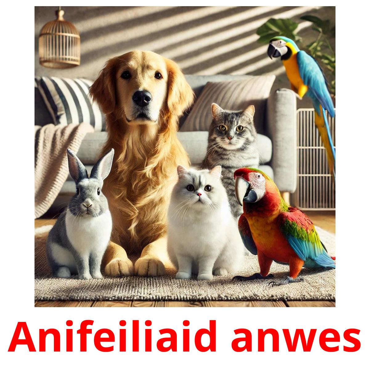 Anifeiliaid anwes flashcards illustrate