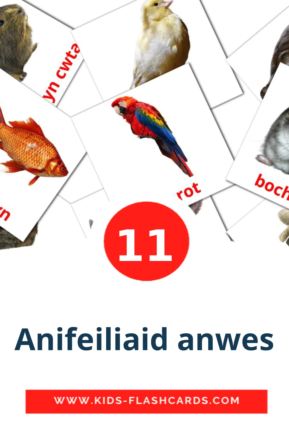 11 carte illustrate di Anifeiliaid anwes per la scuola materna in gallese