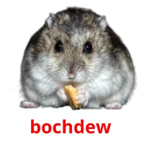 bochdew flashcards illustrate