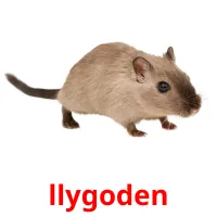 llygoden flashcards illustrate