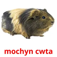 mochyn cwta flashcards illustrate