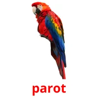 parot flashcards illustrate