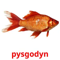 pysgodyn flashcards illustrate