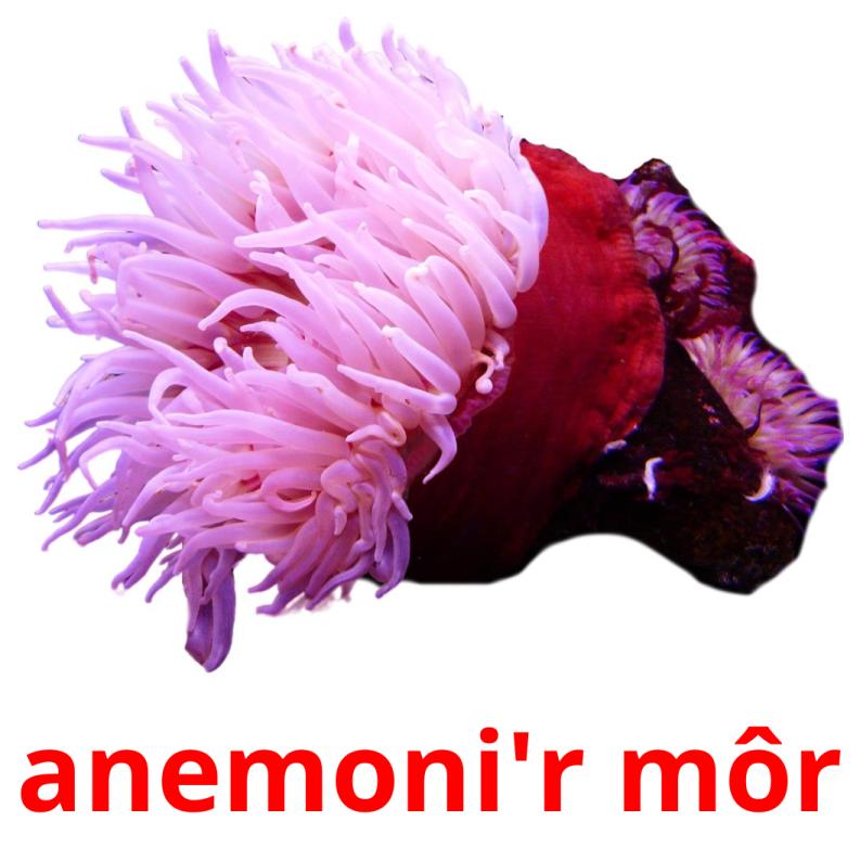 anemoni'r môr Bildkarteikarten
