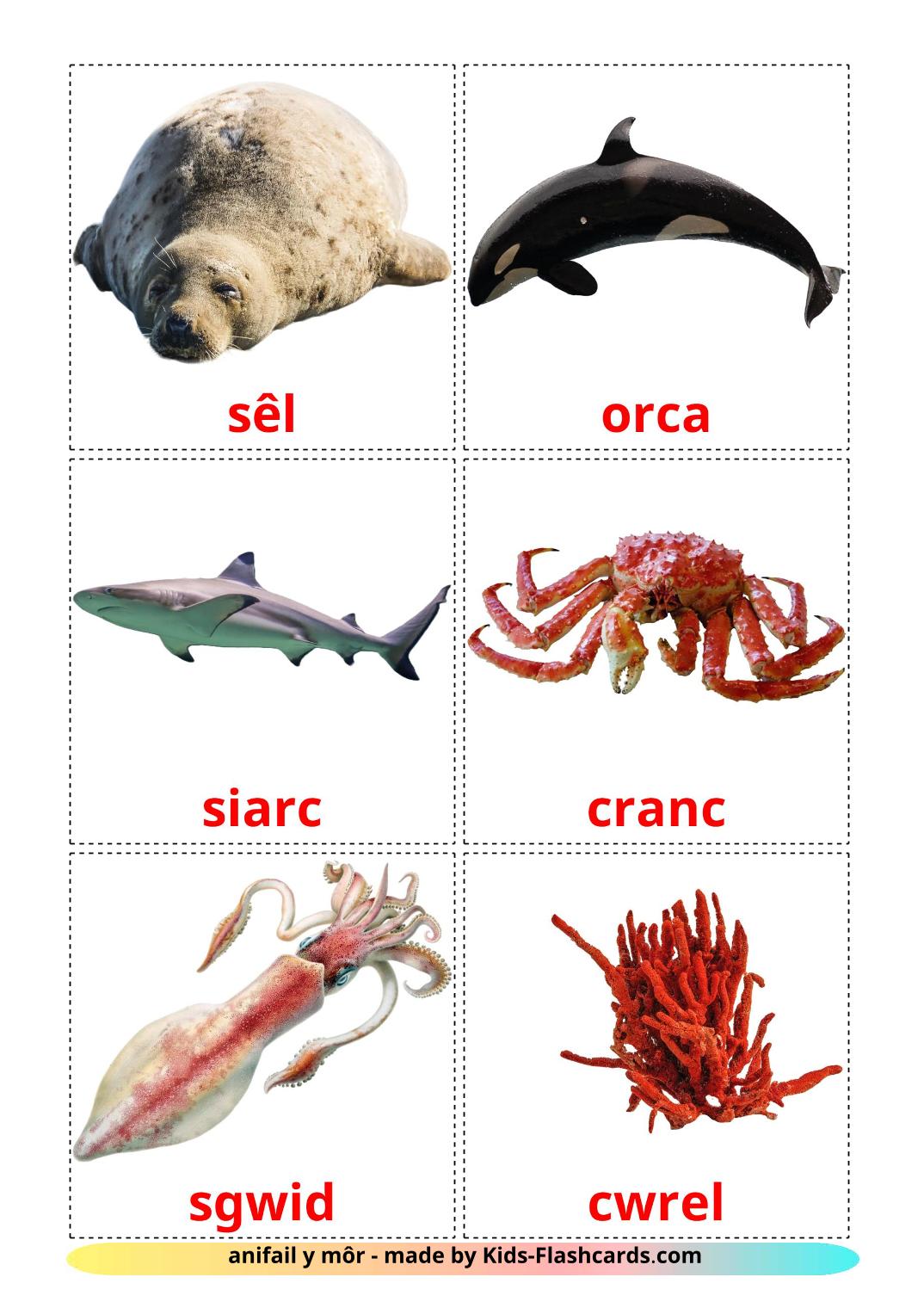 Sea animals - 29 Free Printable welsh Flashcards 