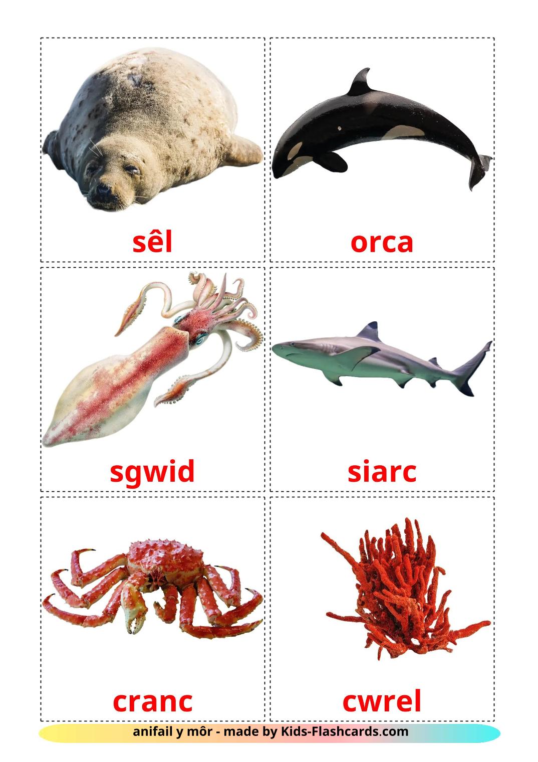 Animali marini - 30 flashcards gallese stampabili gratuitamente