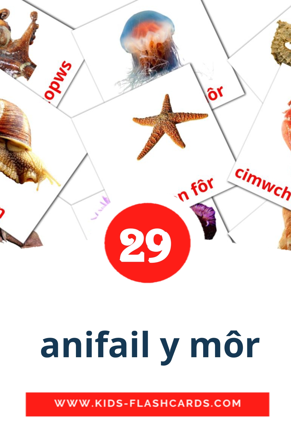  anifail y môr на валлийском для Детского Сада (29 карточек)