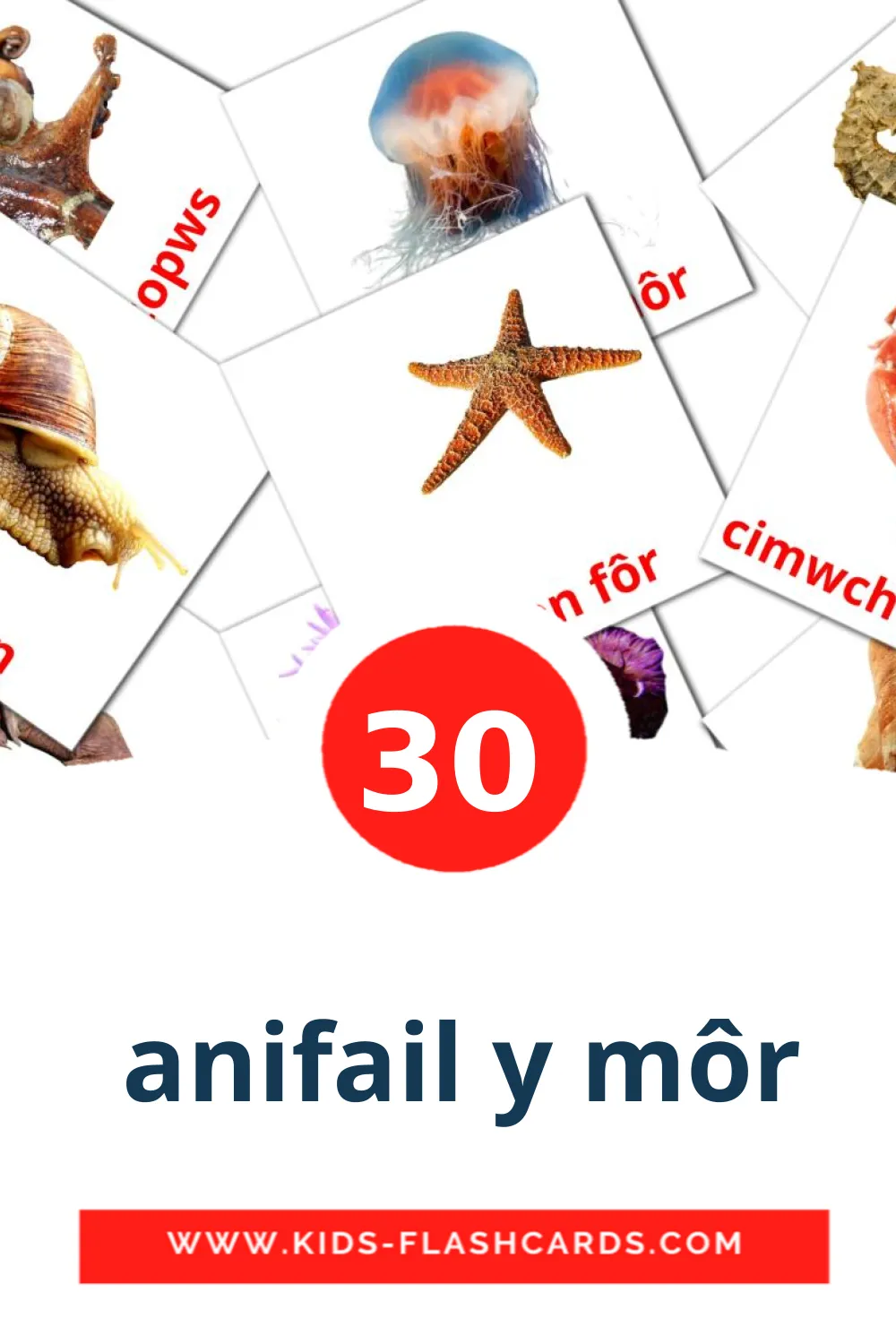 30 carte illustrate di  anifail y môr per la scuola materna in gallese