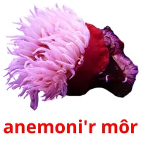 anemoni'r môr flashcards illustrate