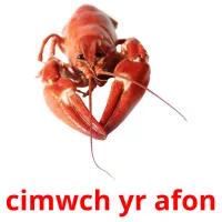 cimwch yr afon flashcards illustrate