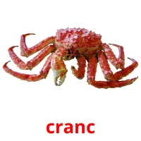 cranc flashcards illustrate