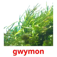 gwymon flashcards illustrate