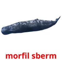 morfil sberm flashcards illustrate