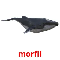 morfil flashcards illustrate