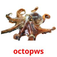 octopws picture flashcards