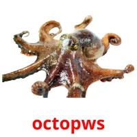 octopws flashcards illustrate