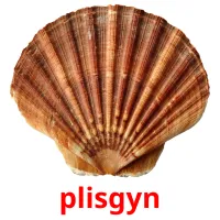 plisgyn flashcards illustrate