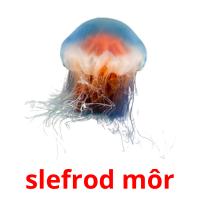 slefrod môr picture flashcards