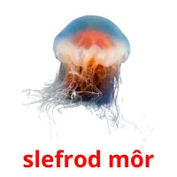 slefrod môr flashcards illustrate