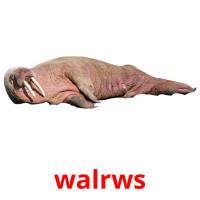 walrws picture flashcards