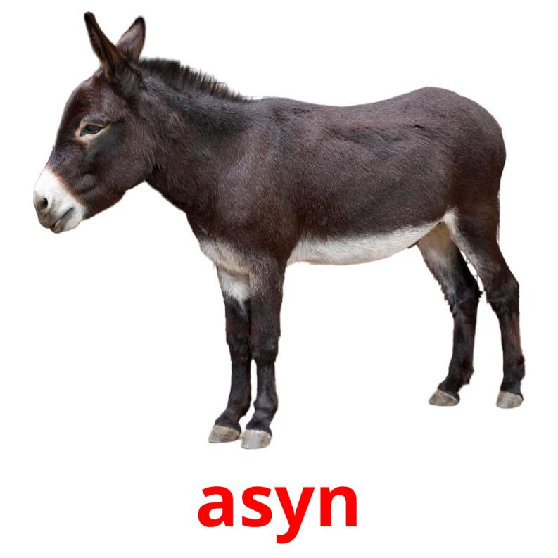 asyn picture flashcards