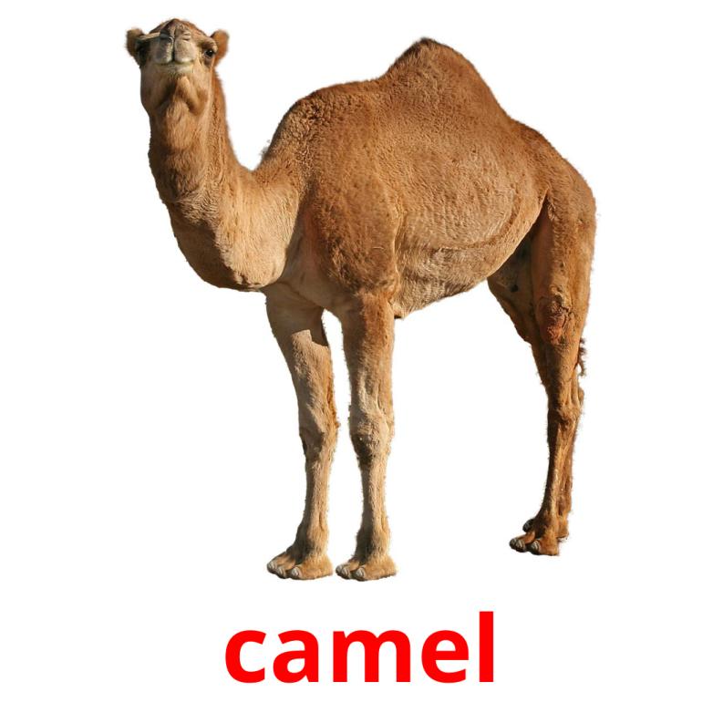camel Bildkarteikarten