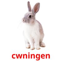 cwningen picture flashcards