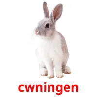 cwningen flashcards illustrate